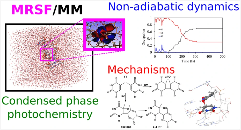 Graphical abstract for Photochemistry of Thymine in Solution and DNA Revealed by an Electrostatic Embedding QM/MM Combined with Mixed-Reference Spin-Flip TDDFT