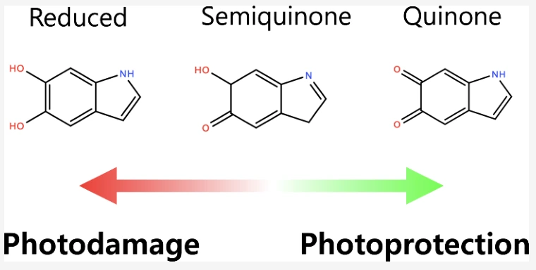 Graphical abstract for Oxidation-State-Controlled Janus Behavior in Eumelanin: Nonadiabatic Branching between Photoprotection and Photoreactivity